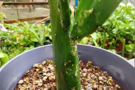 仙人掌叶片薄小？多施加点“它”，茎干粗壮，叶片肥厚视频封面