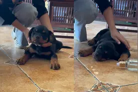 狗子不小心打翻白酒！当水喝了半斤醉倒在地，主人怎么扒拉也没用视频封面