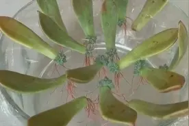 多肉植物叶片水培扦插繁殖，几天就长根发芽，快速培育成盆栽视频封面