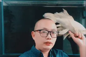 锦鲤鱼凸眼的亲身经历，细数锦鲤鱼凸眼的原因