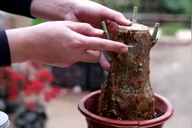 发财树树干上“砍1刀”，想在哪个位置上长新枝，都没问题！视频封面