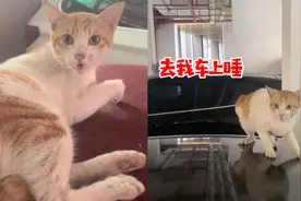 猫咪睡跑车顶被车主赶走，玩欲擒故纵结局爆笑：征服男人只要3天视频封面