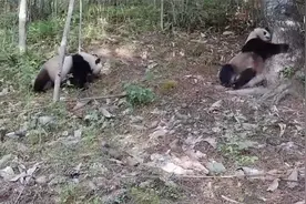秦岭再现大熊猫“遛娃” 摄像机拍下熊猫妈妈教娃占地盘画面视频封面