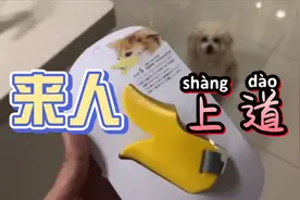 给狗狗买的“止吠器”到了，万万没想到一秒挣脱，这也太不靠谱了视频封面