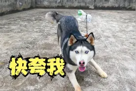 哈士奇拉30斤沙袋，主人拉30斤沙袋，体力差距一目了然视频封面