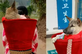 狗狗生病以为自己不行了，出门给自己挖坑，主人趟水过河背它治病视频封面