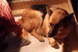 平背德牧怀孕63天还不生，主人带它做完B超后，谜底终于被揭开！