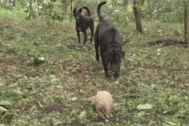 神奇：野狗是穿山甲的天敌之一！心怕什么来什么，变成一天倒霉蛋视频封面