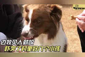 暴躁边牧成了村里恶霸，看见老人小孩就扑，出了门还追着车啃视频封面