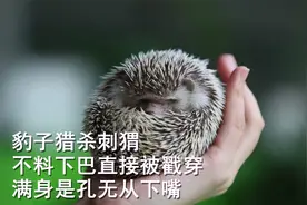 豹子猎杀刺猬，不料下巴直接被戳穿，满身是孔无从下嘴视频封面