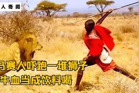 非洲马赛部落：成年礼要独自猎杀一头狮子，把鲜牛血当成饮料喝视频封面