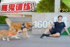 金毛绝育后竟然胖了5斤，主人只好给它安排“魔鬼训练”！视频封面