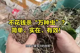 老农民偷偷告诉我的杀虫“方法”！不花钱，简单有效视频封面