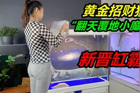 黄金招财猫鱼到了，全身金黄色非常漂亮，活泼可爱还挺凶视频封面