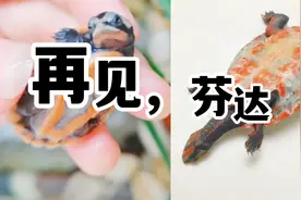 泪目！从硬币苗带大的龟竟然以这种方式离开了我，大家引以为戒！