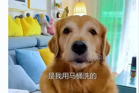狗狗居然用马桶给主人洗碗，主人吃的还很香～视频封面
