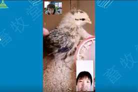 雏鸡出现毛蓬松，相对长得比较小，是什么原因？视频封面
