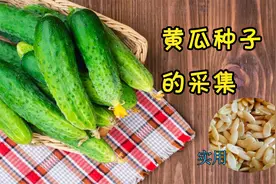 黄瓜种子怎样采集？自己留黄瓜种子视频封面