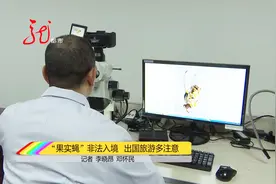 入境旅客携带芒果被扣，原是果实蝇惹的祸，小心外来物种！视频封面