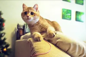 金渐层猫咪1-5个月变化有多大？网友：逐渐猪化