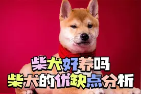 柴犬好养吗，柴犬的优缺点分析视频封面