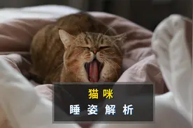 猫咪睡姿解析，看懂睡姿就能读懂它的心视频封面