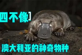 拥有25种性别的生物，外形也是典型的四不像，你知道是什么吗？视频封面