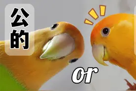 只打算养一只牡丹鹦鹉，选公还是选母？