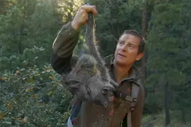 贝爷挑战荒野求生制作炭烤野猪，直接放在火堆烧烤真的香！视频封面