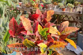 变色木四季“色彩斑斓”，冬季要浇“生根水”，安稳过冬很轻松视频封面