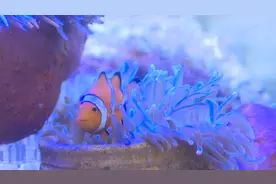 广州警方查处网上售卖二级保护动物石珊瑚案件，现网上仍有售