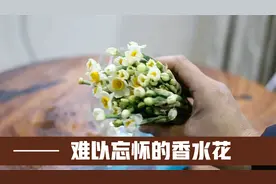 著名“香水花”，插在水里就能养，香气馥郁，闻过的人难以忘怀视频封面