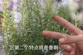 什么花芳香无比？它就是迷迭香，园艺师教你，养迷迭香有什么好处视频封面