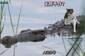 猫：问题不大，是鱼就归我管视频封面
