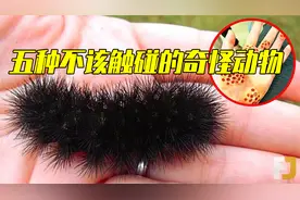五种你不该触碰的奇怪动物，浑身是毛的毛毛虫视频封面