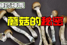 云南毒蘑菇治疗抑郁症？致幻蘑菇如何改变人类历史与宗教视频封面