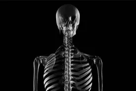 太酷了，一个视频让你快速认识全身206块骨视频封面