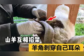 山羊互相打闹，羊角刺穿自己的耳朵，主人火速救治！视频封面