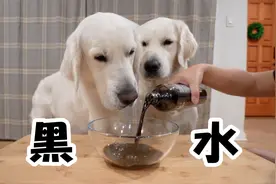 金毛兄弟第一次喝黑色矿泉水，会是什么反应？视频封面
