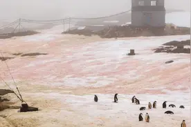 南极的雪变成了红色和绿色，怎么回事？