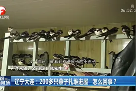 辽宁大连：200多只燕子扎堆进屋，竟是因为这......视频封面