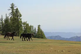 新疆音乐之旅《美丽的天山》