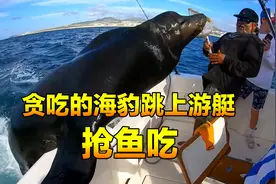 游艇竟然跳上来一只海豹索要小鱼吃，刚吃完后又引来好多海豹前来视频封面