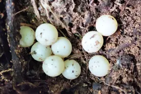 蛇蛋？农村小伙上山看见一堆白色的蛋，这是蛇蛋吗