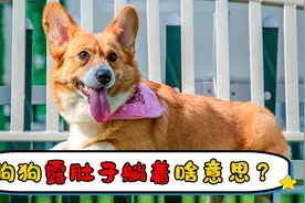 狗狗露肚子躺着啥意思视频封面