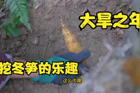 今年目前为止挖到最大的笋，挖冬笋比钓鱼还有趣视频封面