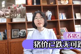 猪价1斤跌到8块5，养猪利润比前年少92%，已跌无可跌！视频封面