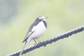 不怕雨淋的白鹡鸰，这么大的雨好像都没有淋湿它的羽毛视频封面