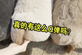 羊屁屁可以有多弹？女子拍打羊屁股“上头”，网友看后直呼解压！视频封面