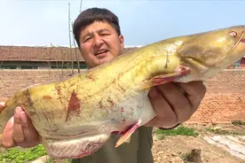 60元买了一条4斤的大鲶鱼，吃鲶鱼火锅，入口鲜香，好吃不贵视频封面